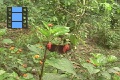 Scene 03_hssflight_Heliconius erato (two chasing each other) and Heliconuis ismenius at lantana bush